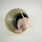 Deratisation strasbourg flashguards