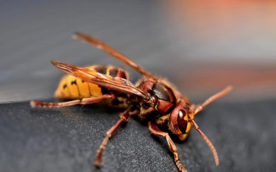 découvrez tout sur le frelon asiatique, une espèce invasive fascinante mais redoutable. apprenez à reconnaître ce insecte, ses habitudes et son impact sur l'écosystème, ainsi que les méthodes de prévention pour protéger votre environnement.