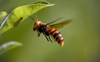 découvrez le frelon asiatique, une espèce invasive qui menace la biodiversité et l'apiculture. apprenez-en plus sur son habitat, son comportement et les mesures de prévention pour protéger votre environnement.
