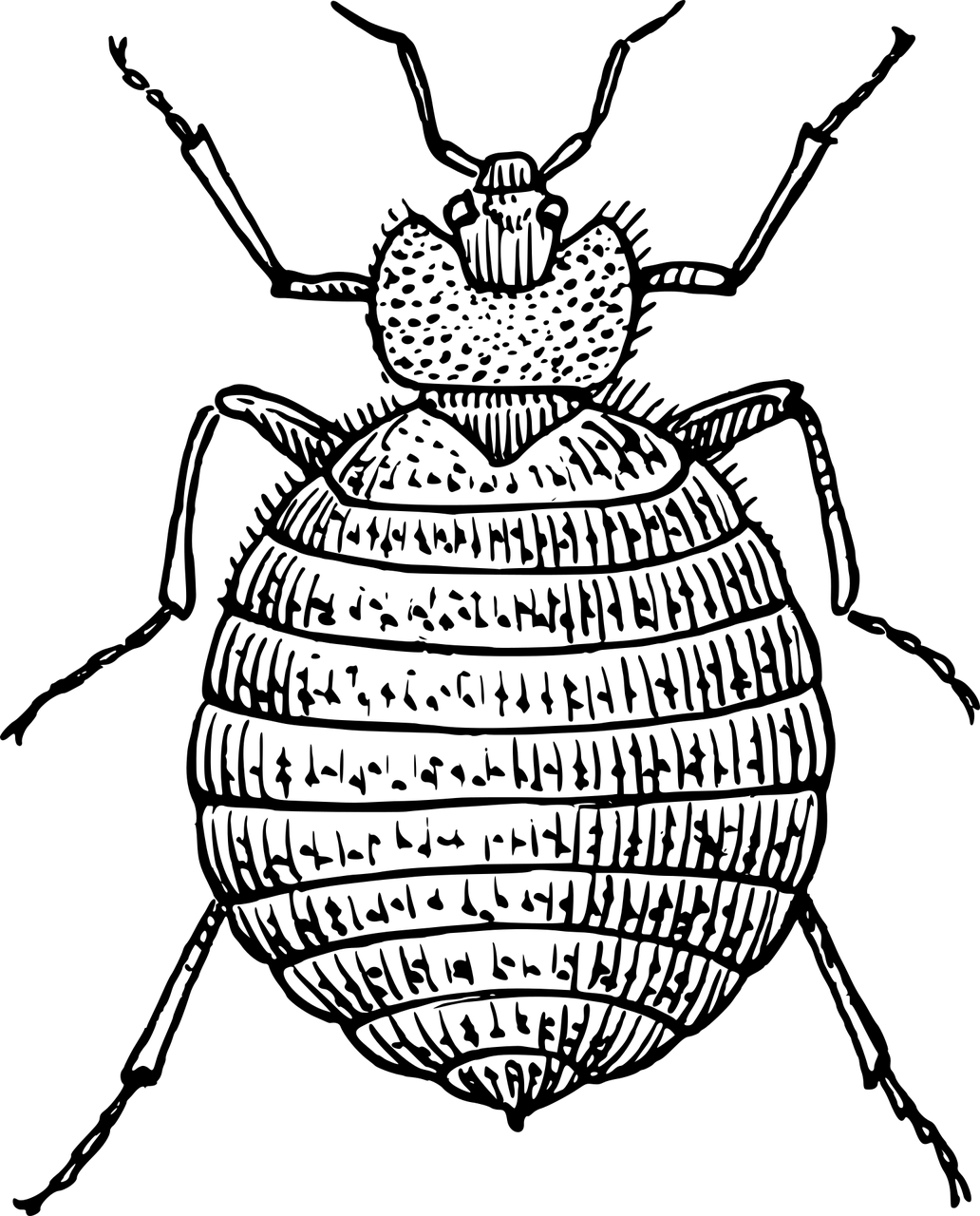 découvrez nos housses anti-punaises de lit, spécialement conçues pour protéger votre matelas et votre sommier des infestations. offrez-vous une protection durable et efficace tout en garantissant un sommeil serein.