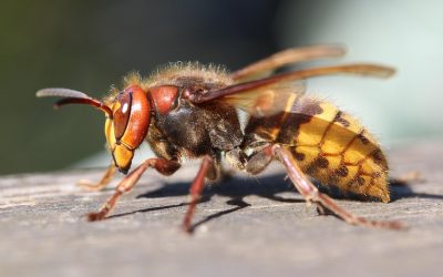 découvrez notre gamme de sprays hornet, spécialement conçus pour repousser efficacement les insectes nuisibles. profitez d'une protection durable et d'une application facile pour un environnement sain et agréable. idéal pour l'intérieur comme l'extérieur.