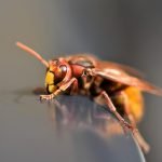 découvrez tout sur les hornets, ces insectes fascinants et redoutables. apprenez leurs caractéristiques, leur habitat, leur comportement et comment gérer leur présence près de chez vous.