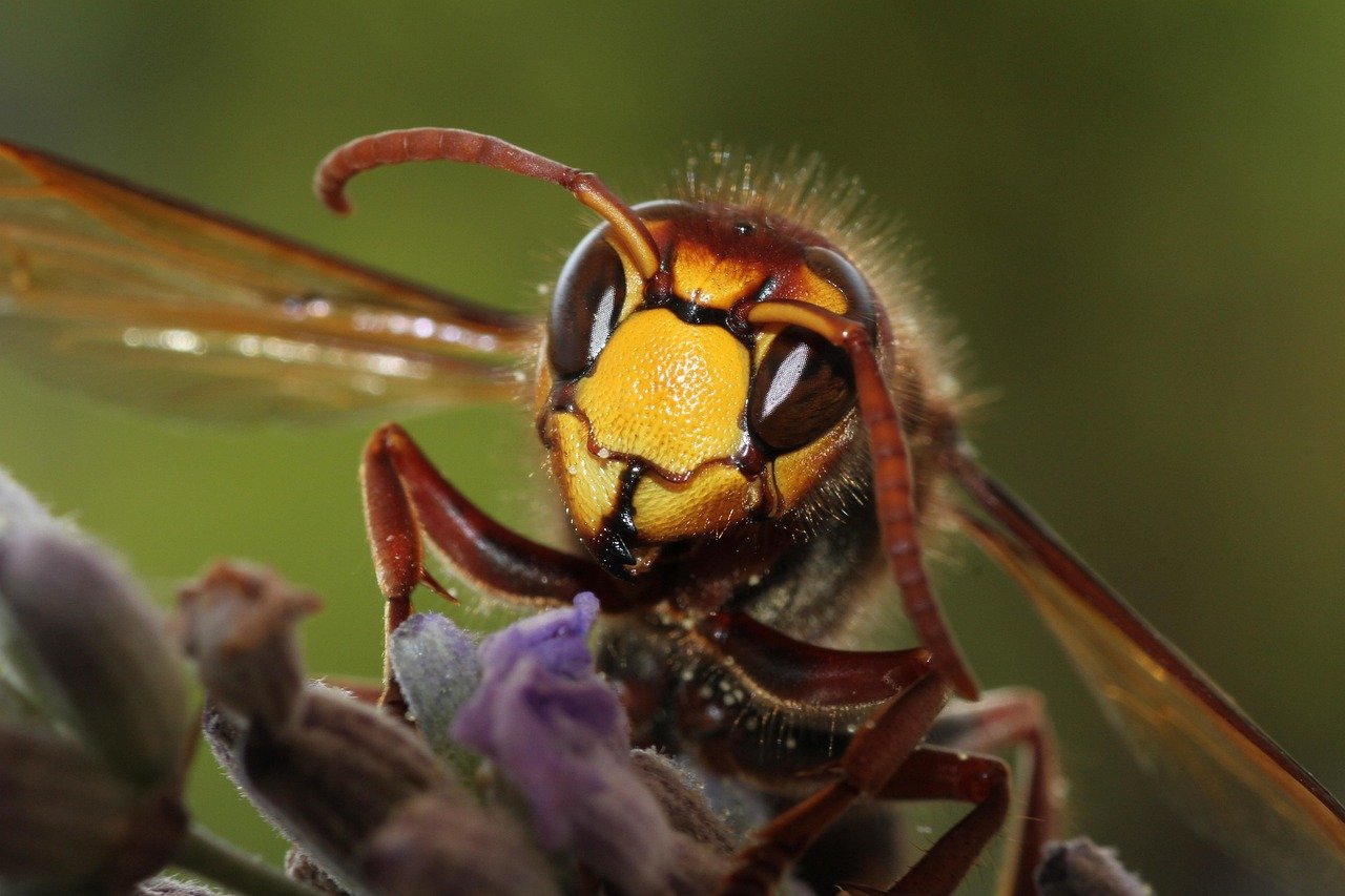 découvrez le monde fascinant des hornets, ces insectes redoutables et intrigants. apprenez-en plus sur leur biologie, leur habitat et leur comportement, ainsi que sur les précautions à prendre en cas de rencontre. plongez dans l'univers de ces prédateurs sociaux et explorez leur importance dans l'écosystème.
