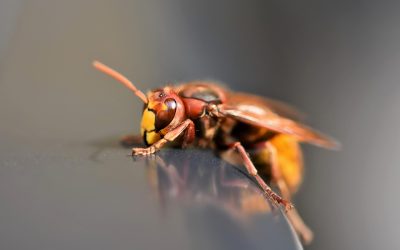 découvrez tout sur les hornets, ces insectes fascinants et redoutables. apprenez leurs caractéristiques, leur habitat, leur comportement et comment gérer leur présence près de chez vous.
