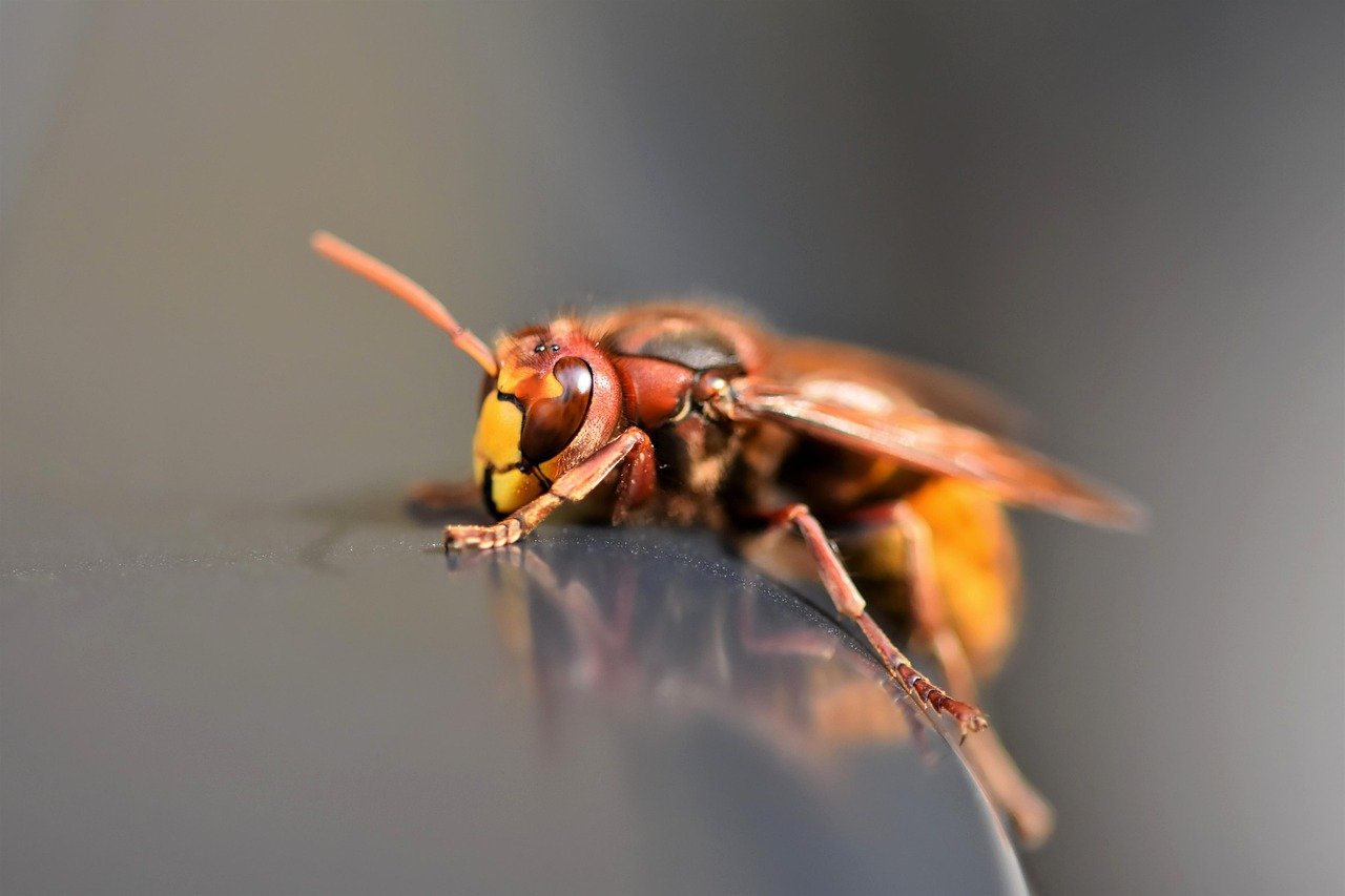 découvrez tout sur les hornets, ces insectes fascinants et redoutables. apprenez leurs caractéristiques, leur habitat, leur comportement et comment gérer leur présence près de chez vous.