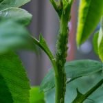 découvrez comment détecter et traiter une infestation dans votre maison. protégez votre espace de vie des nuisibles grâce à des conseils pratiques et des solutions efficaces.