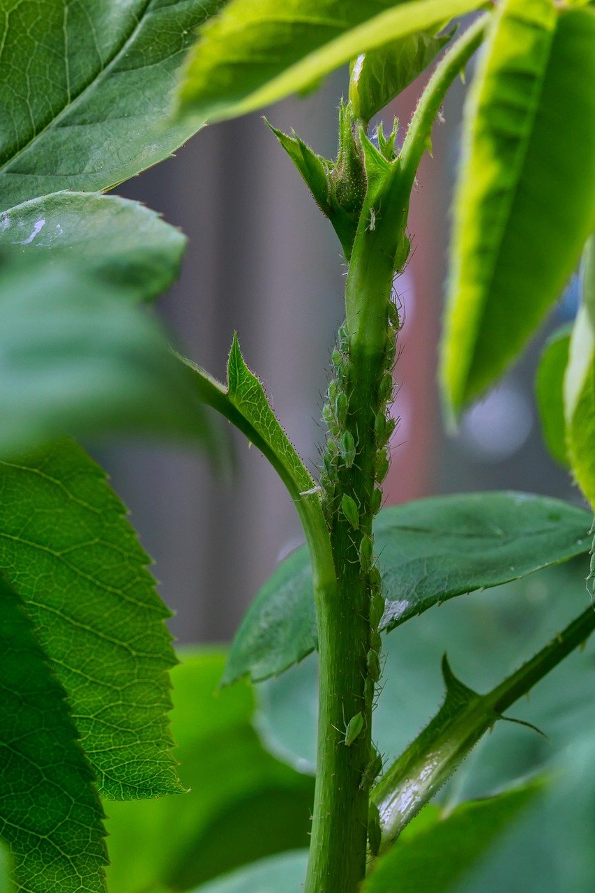 découvrez comment détecter et traiter une infestation dans votre maison. protégez votre espace de vie des nuisibles grâce à des conseils pratiques et des solutions efficaces.