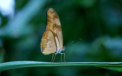 découvrez l'univers fascinant des insectes, ces créatures essentielles à notre écosystème. apprenez sur leur diversité, leur rôle dans la pollinisation et leur impact sur l'environnement. explorez les caractéristiques uniques et les comportements surprenants des insectes qui peuplent notre planète.
