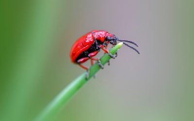 découvrez les services d'experts en lutte antiparasitaire pour éliminer efficacement les nuisibles de votre maison ou entreprise. profitez de solutions durables et respectueuses de l'environnement pour un environnement sain et protégé.