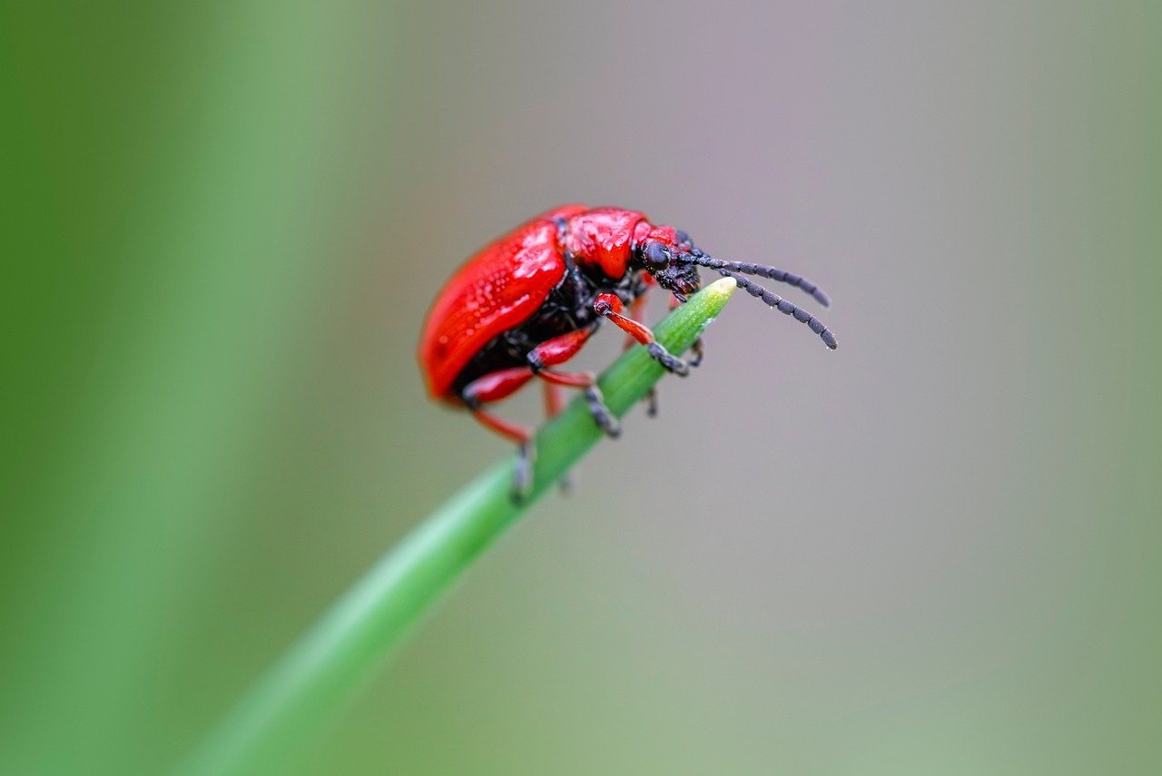 découvrez les services d'experts en lutte antiparasitaire pour éliminer efficacement les nuisibles de votre maison ou entreprise. profitez de solutions durables et respectueuses de l'environnement pour un environnement sain et protégé.