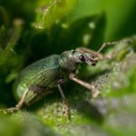 découvrez notre gamme de sprays anti-nuisibles efficaces pour protéger votre maison des insectes et rongeurs. des solutions pratiques et performantes pour un environnement sain et serein.