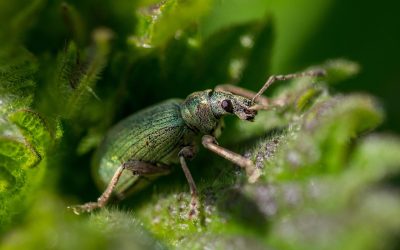 découvrez notre gamme de sprays anti-nuisibles efficaces pour protéger votre maison des insectes et rongeurs. des solutions pratiques et performantes pour un environnement sain et serein.