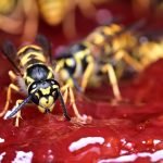 découvrez nos services professionnels pour l'élimination des nids de frelons en toute sécurité. protégez votre maison et votre famille grâce à notre expertise en désinsectisation. contactez-nous dès aujourd'hui pour une intervention rapide et efficace.