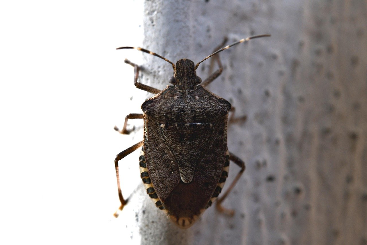 découvrez tout ce qu'il faut savoir sur les punaises de lit : identification, prévention, traitements et conseils pour protéger votre domicile contre ces parasites envahissants.