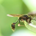 découvrez tout sur les guêpes : leur biologie, leur comportement, et comment prévenir les piqûres. apprenez à distinguer les différentes espèces de guêpes et explorez leur rôle essentiel dans l'écosystème.