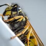 découvrez le monde fascinant des guêpes : leurs caractéristiques, habitats, comportements, et leur rôle essentiel dans l'écosystème. apprenez à les distinguer des abeilles et à gérer leur présence en toute sécurité.