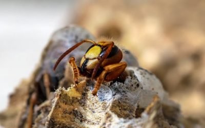 Comment choisir une société de destruction de guêpes et frelons à Ablis