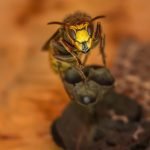 Destruction de nids de guêpes et frelons à Vélizy-Villacoublay interventions efficaces pour un environnement serein