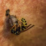 Destruction de nids de guêpes et frelons à Viroflay solutions, sécurité et professionnels dans les Yvelines