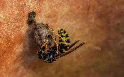 Destruction de nids de guêpes et frelons à Viroflay solutions, sécurité et professionnels dans les Yvelines