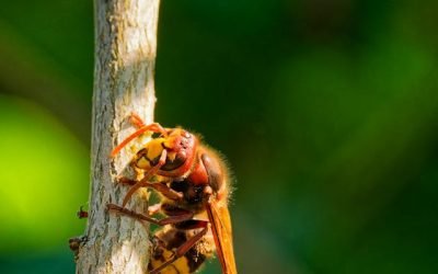 Pourquoi solliciter une société pour la destruction de guêpes et frelons à Senlisse