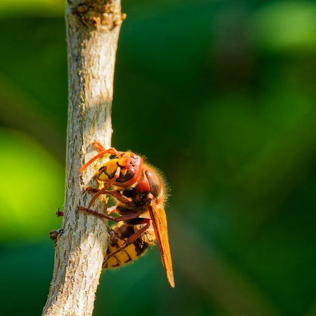 Pourquoi solliciter une société pour la destruction de guêpes et frelons à Senlisse