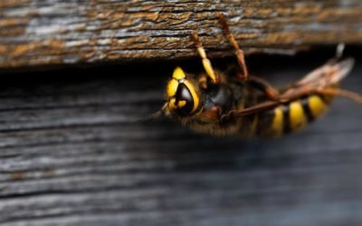 Société destruction guêpes frelons à Coignières que faut-il savoir pour une intervention efficace