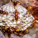 Société destruction guêpes frelons à Rambouillet tout savoir sur la désinsectisation efficace