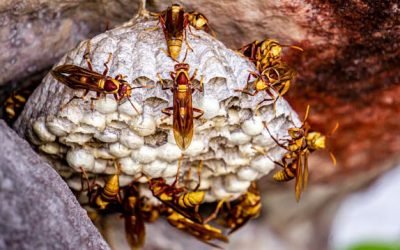 Société destruction guêpes frelons à Rambouillet tout savoir sur la désinsectisation efficace