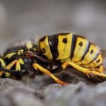 Société destruction guêpes frelons à Versailles comment choisir la meilleure intervention 