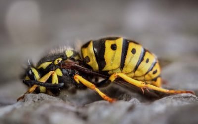 Société destruction guêpes frelons à Versailles comment choisir la meilleure intervention 