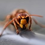 Société spécialisée dans la destruction de guêpes et frelons à Saint-Arnoult-en-Yvelines ce qu’il faut savoir