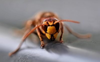 Société spécialisée dans la destruction de guêpes et frelons à Saint-Arnoult-en-Yvelines ce qu’il faut savoir