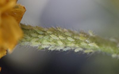 découvrez tout ce qu'il faut savoir sur les infestations : causes, symptômes, méthodes de prévention et solution pour protéger votre habitation des nuisibles indésirables. informez-vous pour garder votre environnement sain et sécurisé.