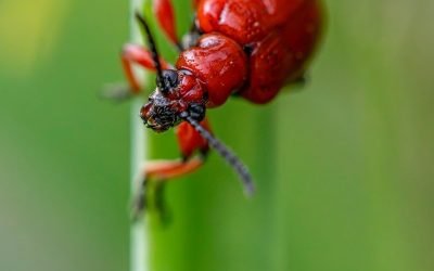 découvrez des solutions efficaces de lutte contre les nuisibles pour protéger votre maison et votre jardin. nos experts en désinfection vous offrent des conseils personnalisés et des traitements adaptés à vos besoins. éliminez les insectes et rongeurs de manière durable et respectueuse de l'environnement.