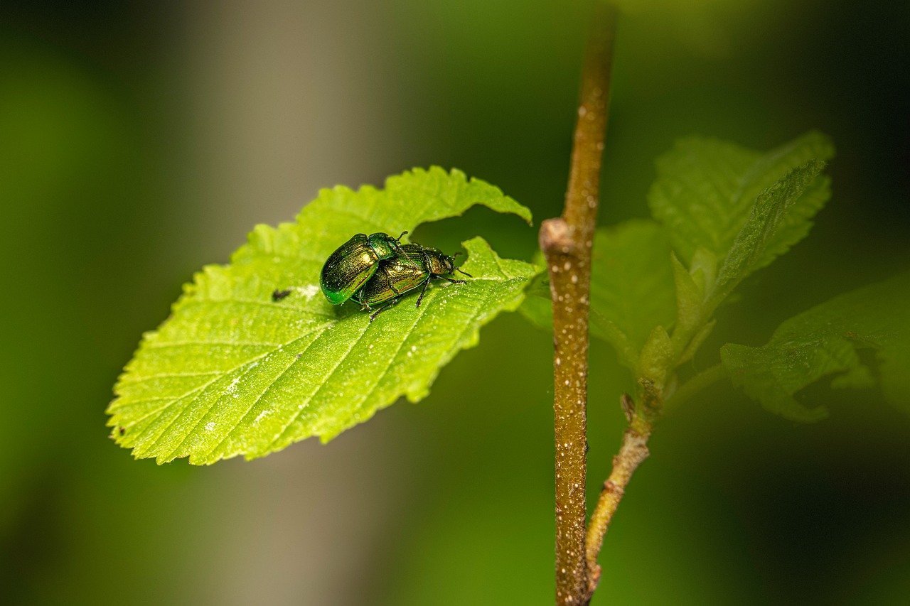 découvrez des solutions efficaces de contrôle des nuisibles pour protéger votre maison et votre santé. profitez de conseils d'experts et de produits adaptés pour éliminer rats, insectes et autres intrus avec succès.