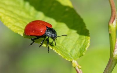 découvrez nos solutions efficaces de lutte contre les nuisibles. protégez votre maison et votre santé grâce à des méthodes de désinsectisation et de dératisation professionnelles. contactez nos experts en contrôle des nuisibles pour une intervention rapide et durable.