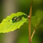 découvrez nos solutions efficaces de lutte contre les nuisibles. protégez votre maison et votre santé avec des traitements de désinfection professionnels et respectueux de l'environnement. contactez-nous pour une évaluation gratuite.