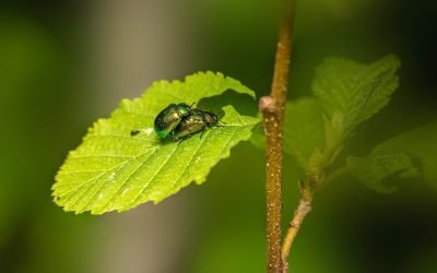 découvrez nos solutions efficaces de lutte contre les nuisibles. protégez votre maison et votre santé avec des traitements de désinfection professionnels et respectueux de l'environnement. contactez-nous pour une évaluation gratuite.