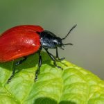découvrez nos solutions professionnelles de lutte contre les nuisibles. protégez votre maison et votre santé avec nos services de désinfection, traitement des insectes et rongeurs. un environnement sain vous attend.