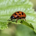 découvrez comment identifier et gérer les nuisibles dans votre maison et jardin. protégez votre espace de vie des insectes, rongeurs et autres envahisseurs grâce à nos conseils pratiques et solutions efficaces.