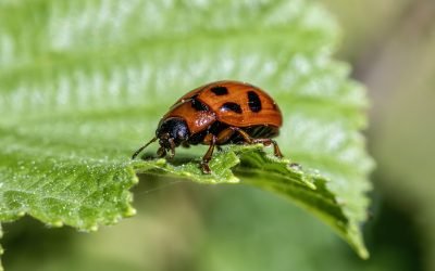 découvrez comment identifier et gérer les nuisibles dans votre maison et jardin. protégez votre espace de vie des insectes, rongeurs et autres envahisseurs grâce à nos conseils pratiques et solutions efficaces.
