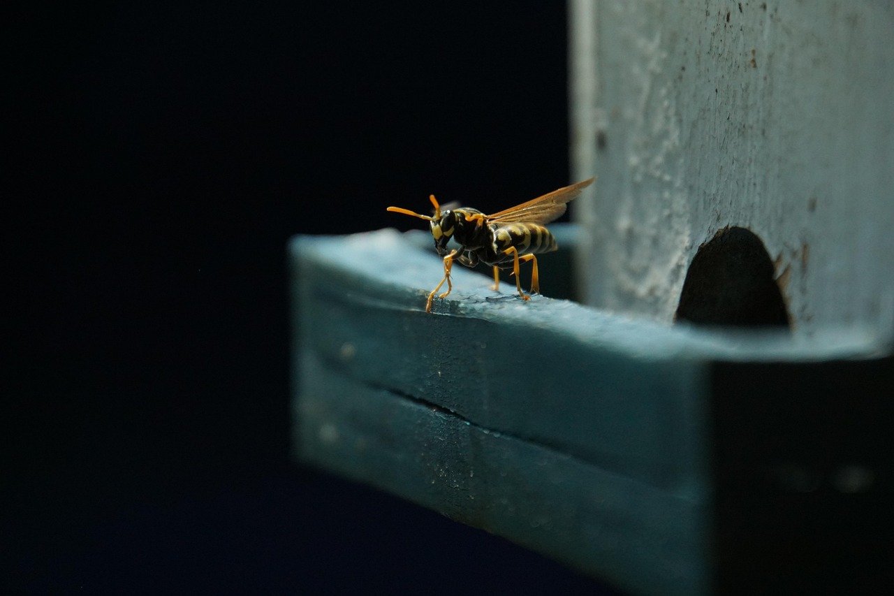 découvrez des solutions professionnelles et sécurisées pour l'élimination des nids de guêpes. protégez votre maison et votre famille des piqûres en faisant appel à notre équipe d'experts en désinsectisation.