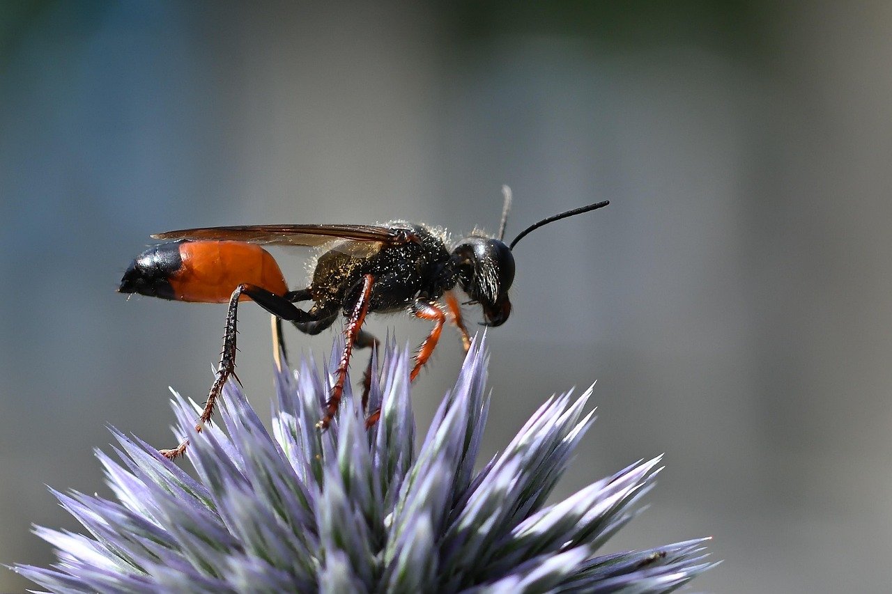 dĂ©couvrez le monde fascinant des guĂȘpes : leur biologie, leur rĂŽle dans l'Ă©cosystĂšme et des conseils pour cohabiter en toute sĂ©curitĂ©. apprenez Ă identifier diffĂ©rentes espĂšces et Ă prĂ©venir les piqĂ»res.