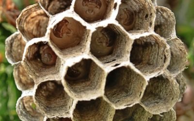 découvrez tout sur les guêpes : leur biologie, leur comportement, les risques qu'elles présentent et les méthodes pour les éviter. apprenez à cohabiter en toute sécurité avec ces insectes fascinants.