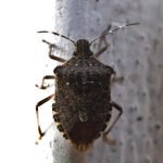 découvrez tout ce qu'il faut savoir sur les punaises de lit : identification, prévention et solutions pour éradiquer ces nuisibles de votre domicile.