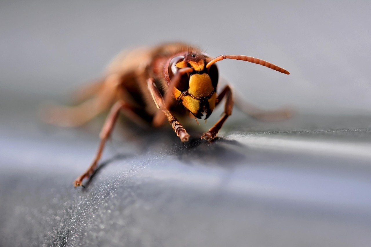 découvrez tout sur les hornets : caractéristiques, mode de vie, habitat, dangers potentiels et conseils pour se protéger de ces insectes impressionnants.