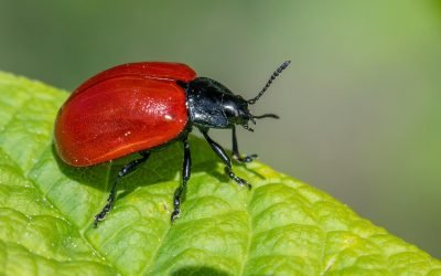découvrez des solutions efficaces pour le contrôle des nuisibles. protégez votre maison et votre jardin des insectes et rongeurs grâce à nos conseils et produits spécialisés en lutte antiparasitaire.