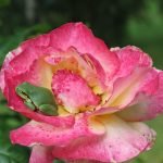 découvrez les droits des locataires en france, essentiels pour garantir votre protection et votre sécurité dans votre logement. informez-vous sur vos obligations et les recours disponibles pour défendre vos intérêts.