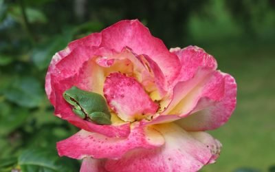 découvrez les droits des locataires en france, essentiels pour garantir votre protection et votre sécurité dans votre logement. informez-vous sur vos obligations et les recours disponibles pour défendre vos intérêts.